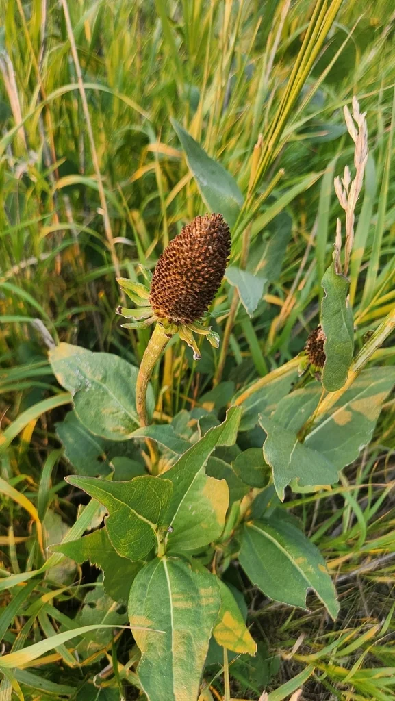 Rudbeckia Occidentalis