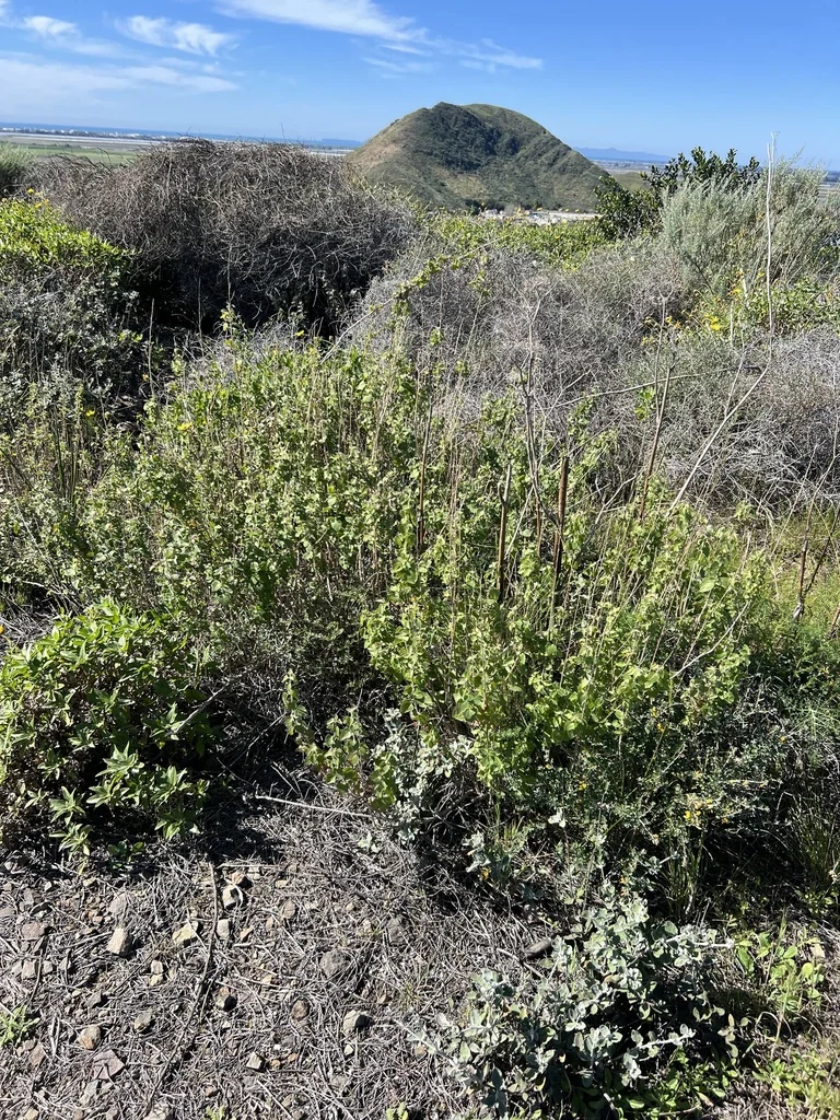 Brickellia Californica