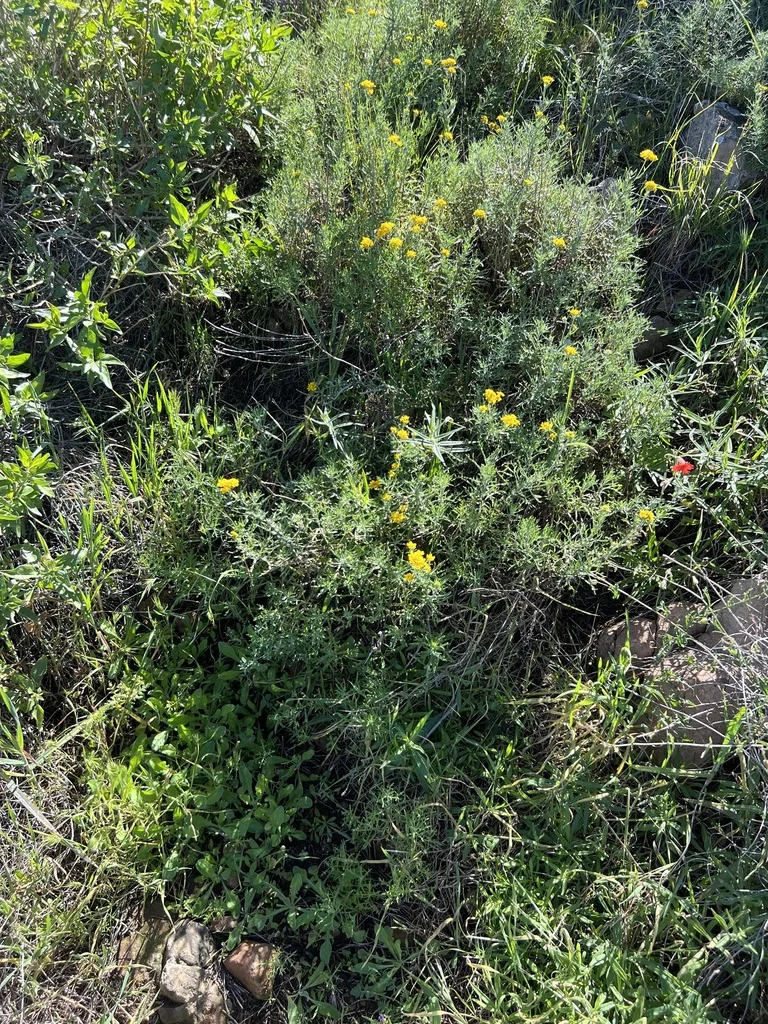 Eriophyllum Confertiflorum