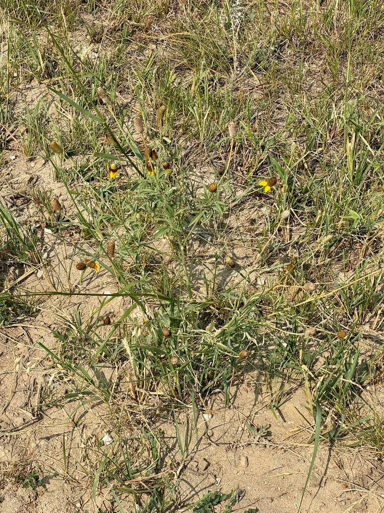 Ratibida Columnifera