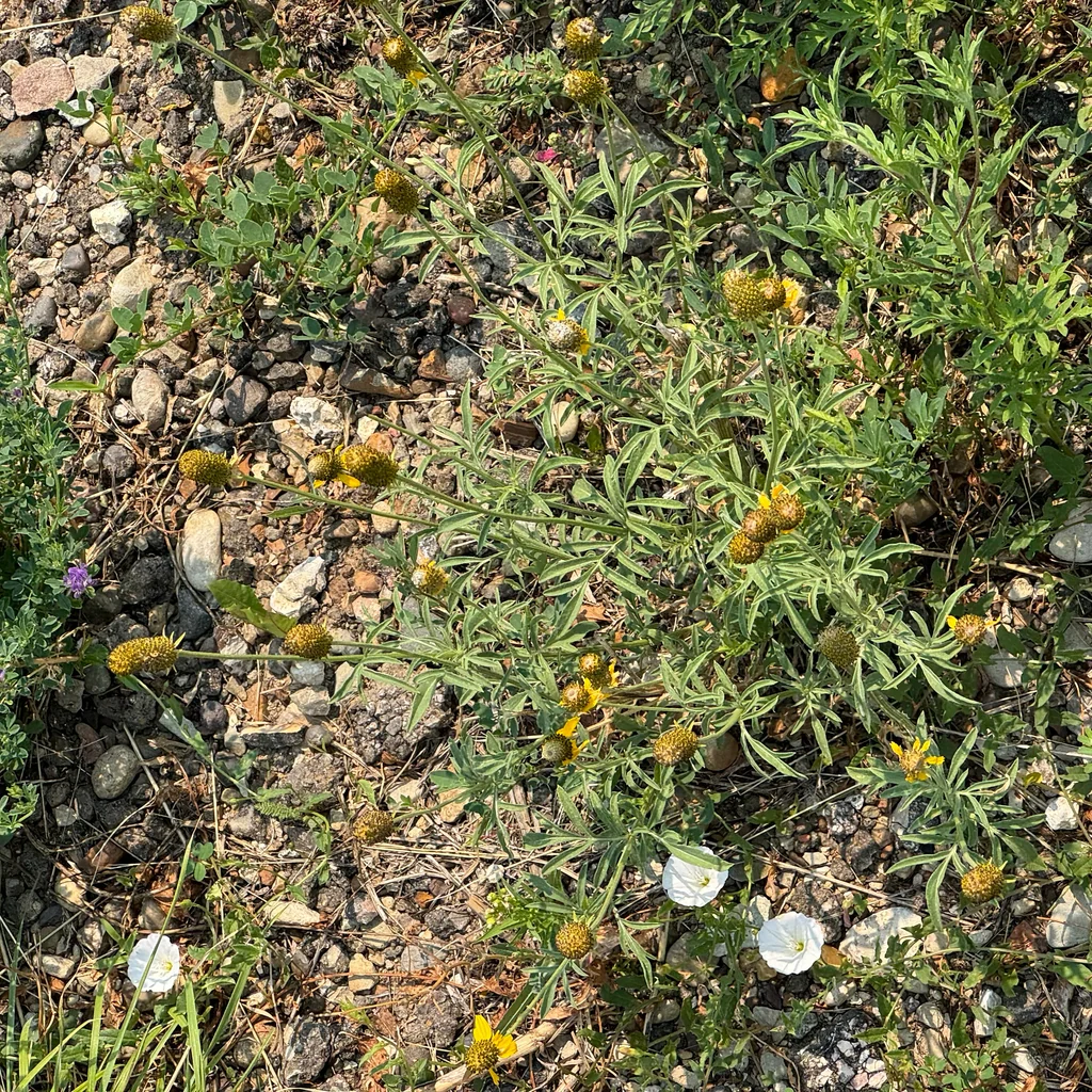 Ratibida Columnifera