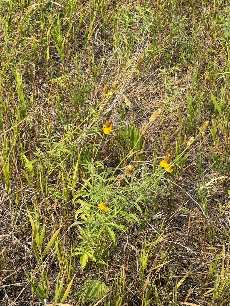 Ratibida Columnifera