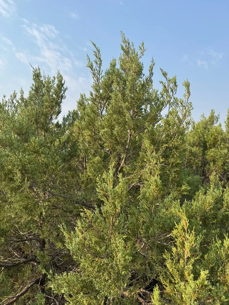 Juniperus Scopulorum