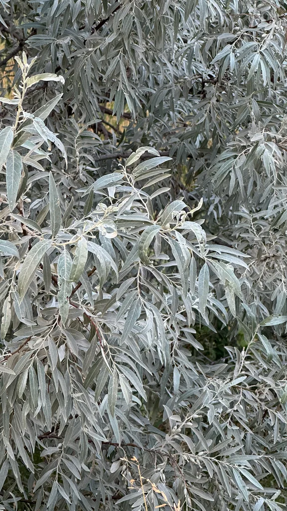 Elaeagnus angustifolia
