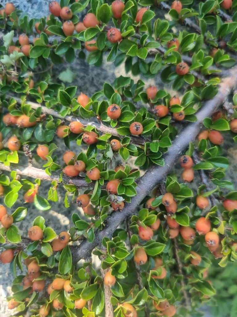 Cotoneaster Horizontalis