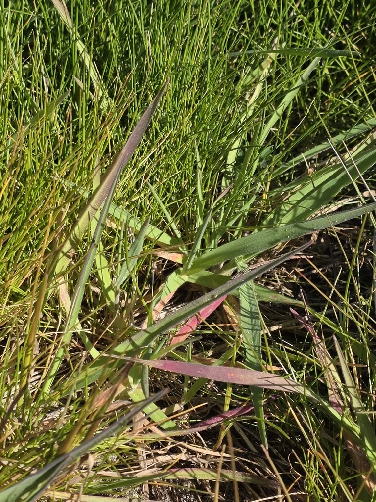 Stenotaphrum Secundatum