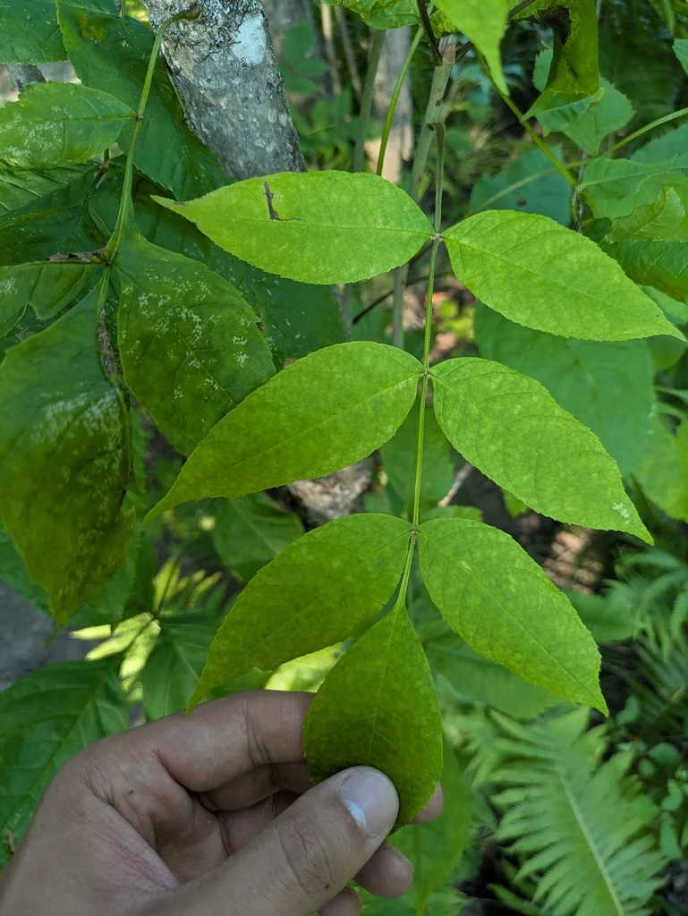 Fraxinus Nigra