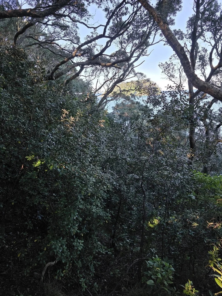 Pittosporum Crassifolium