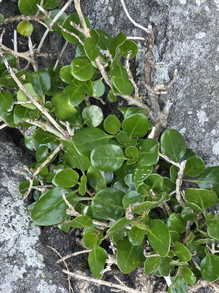 Coprosma repens