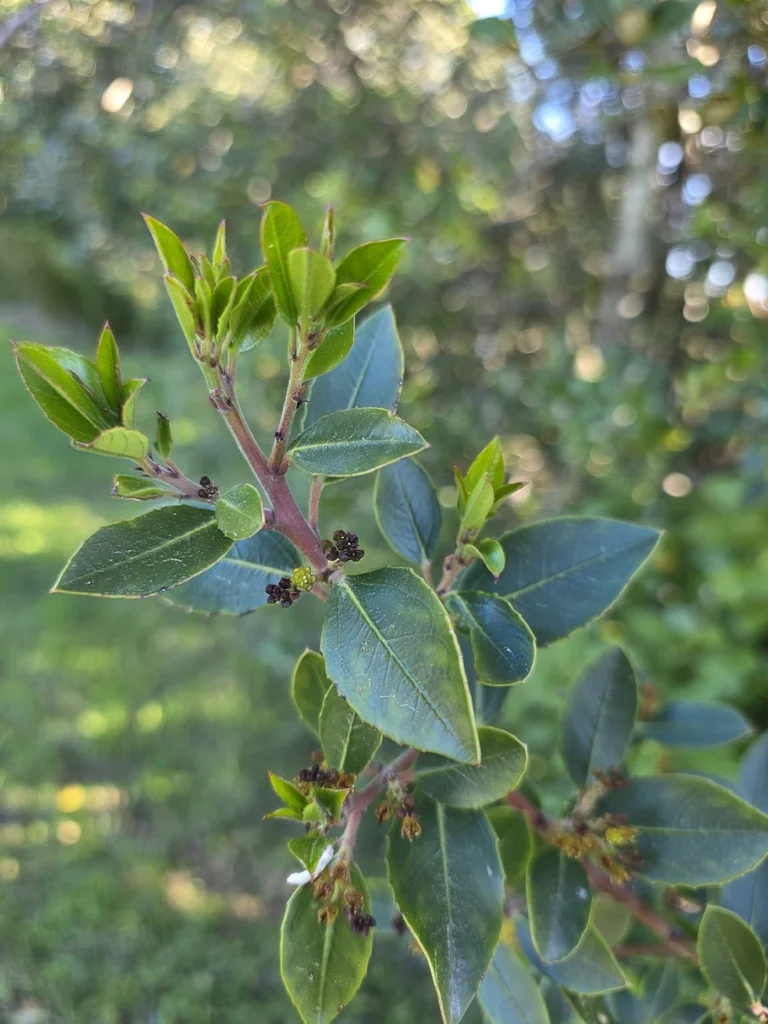 Rhamnus Alaternus