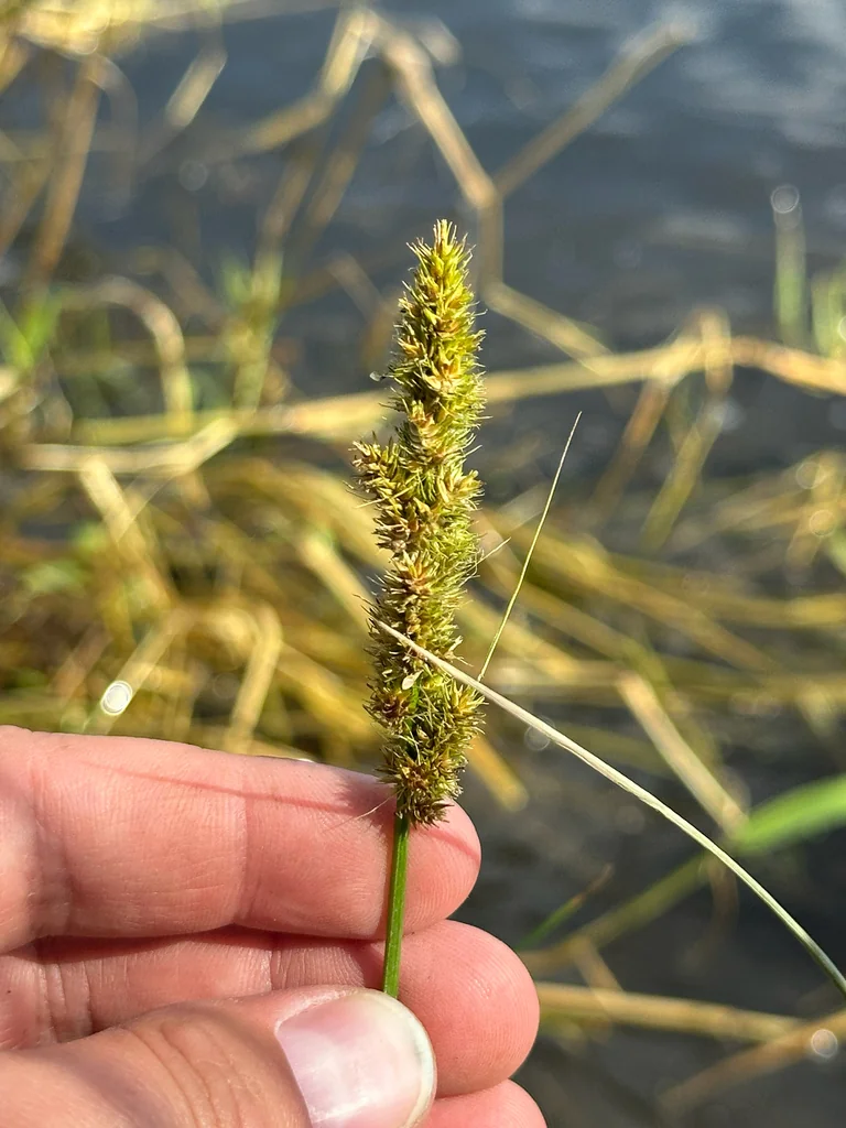 Carex Vulpinoidea