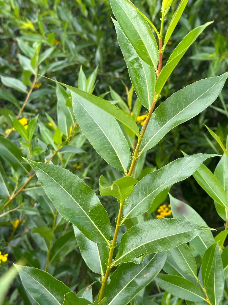 Salix Lucida Ssp. Lasiandra
