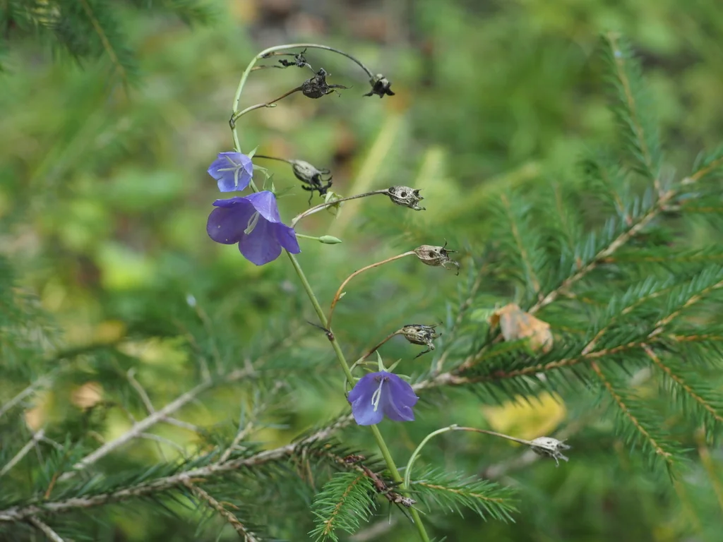 Campanula Persicifolia
