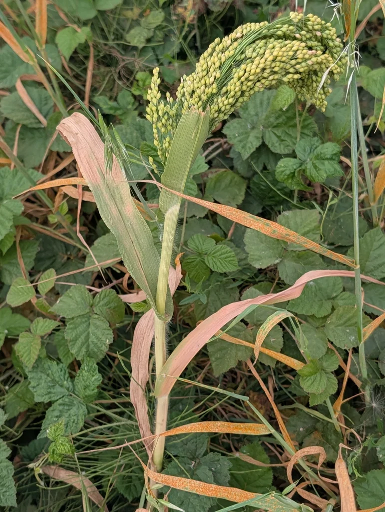 Panicum Miliaceum
