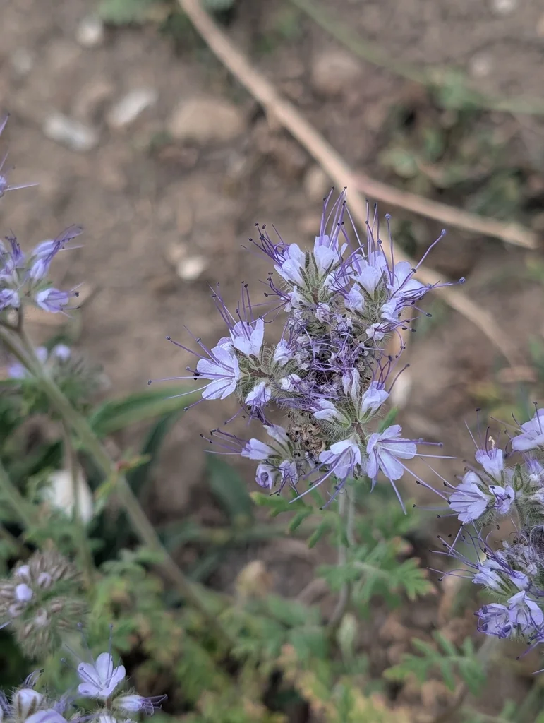 Phacelia Tanacetifolia