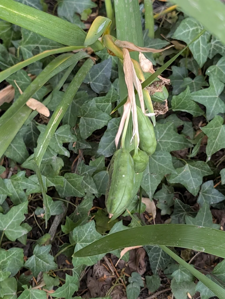 Iris Foetidissima