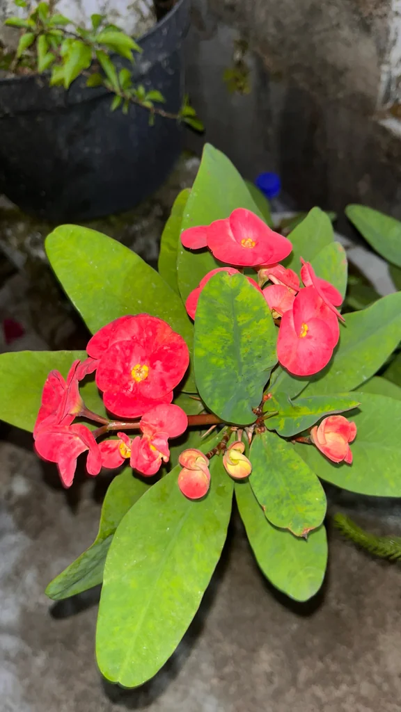 Euphorbia Milii