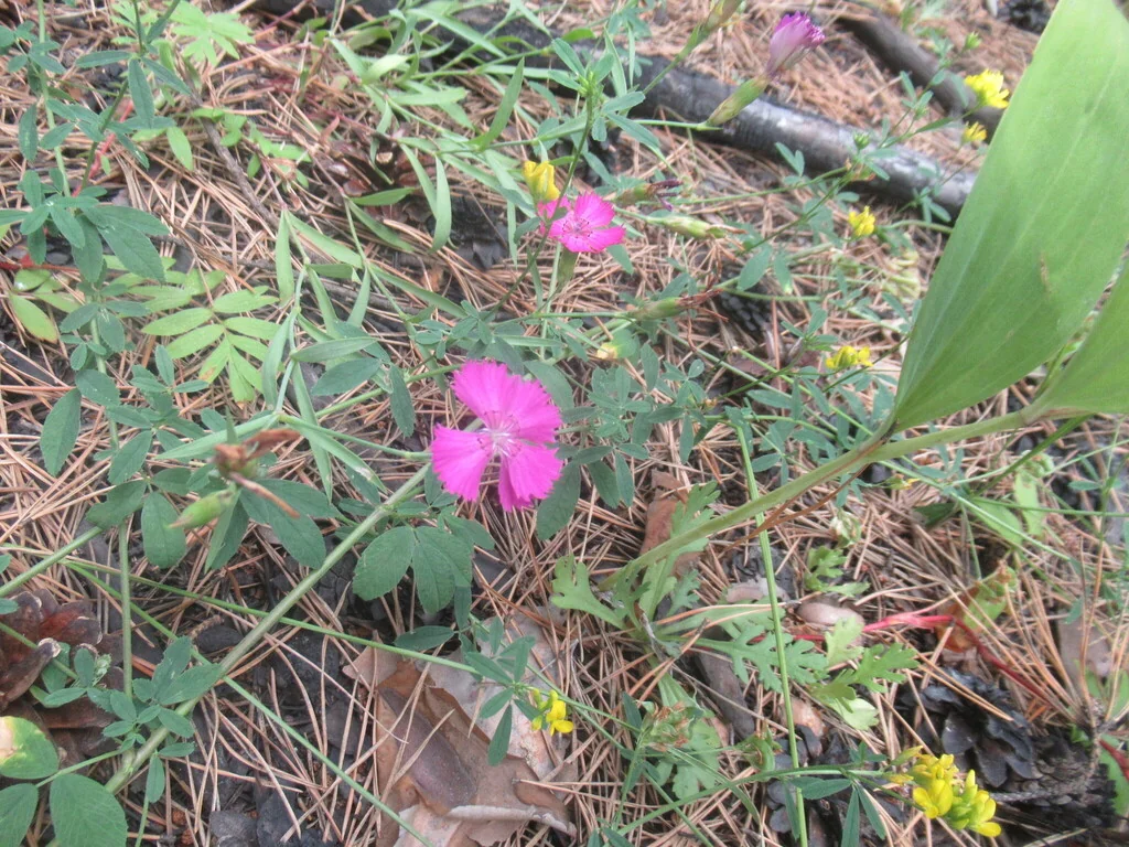 Dianthus Chinensis