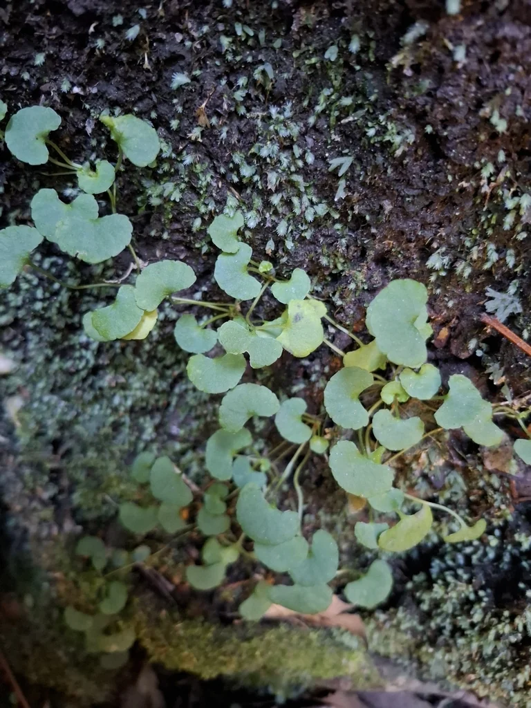 Viola hederacea