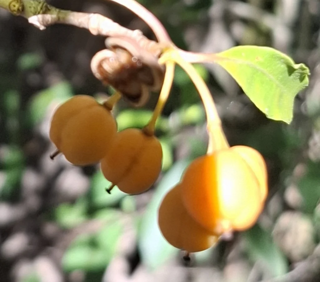 Pittosporum Undulatum