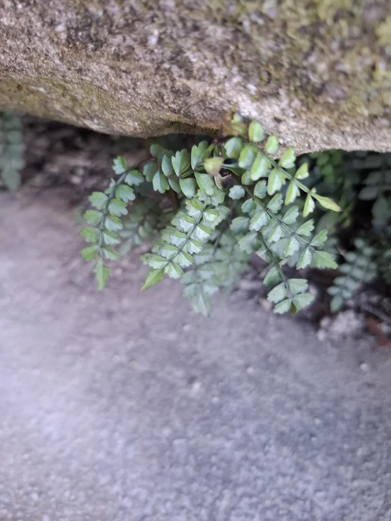 Pandorea Pandorana