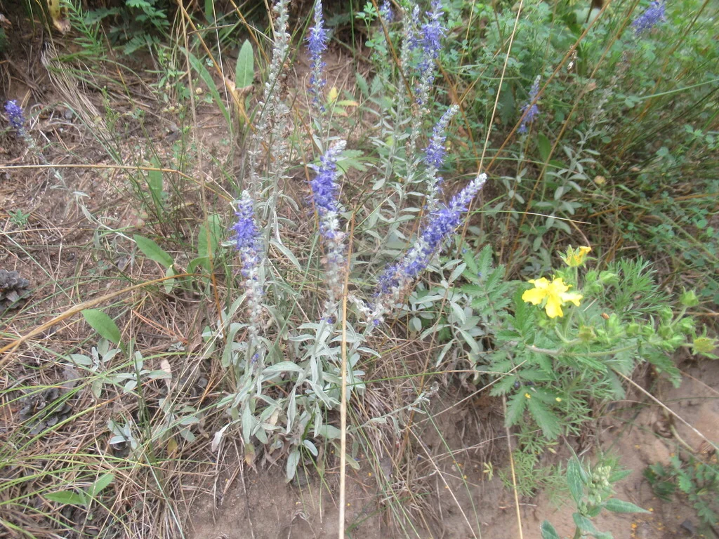 Veronica Spicata Incana
