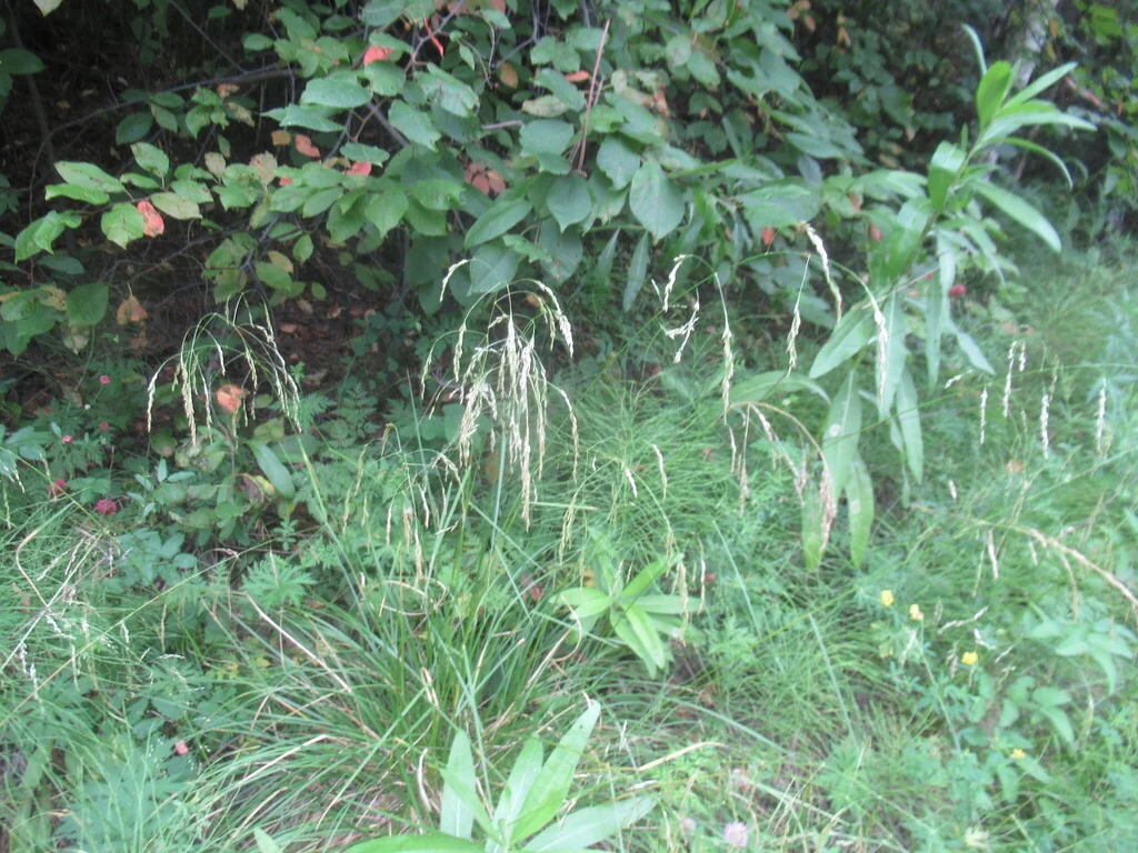 Deschampsia Cespitosa
