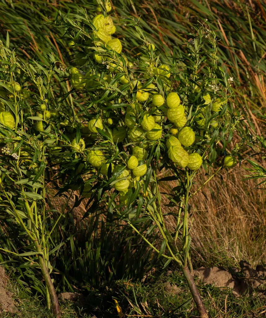 Gomphocarpus Physocarpus
