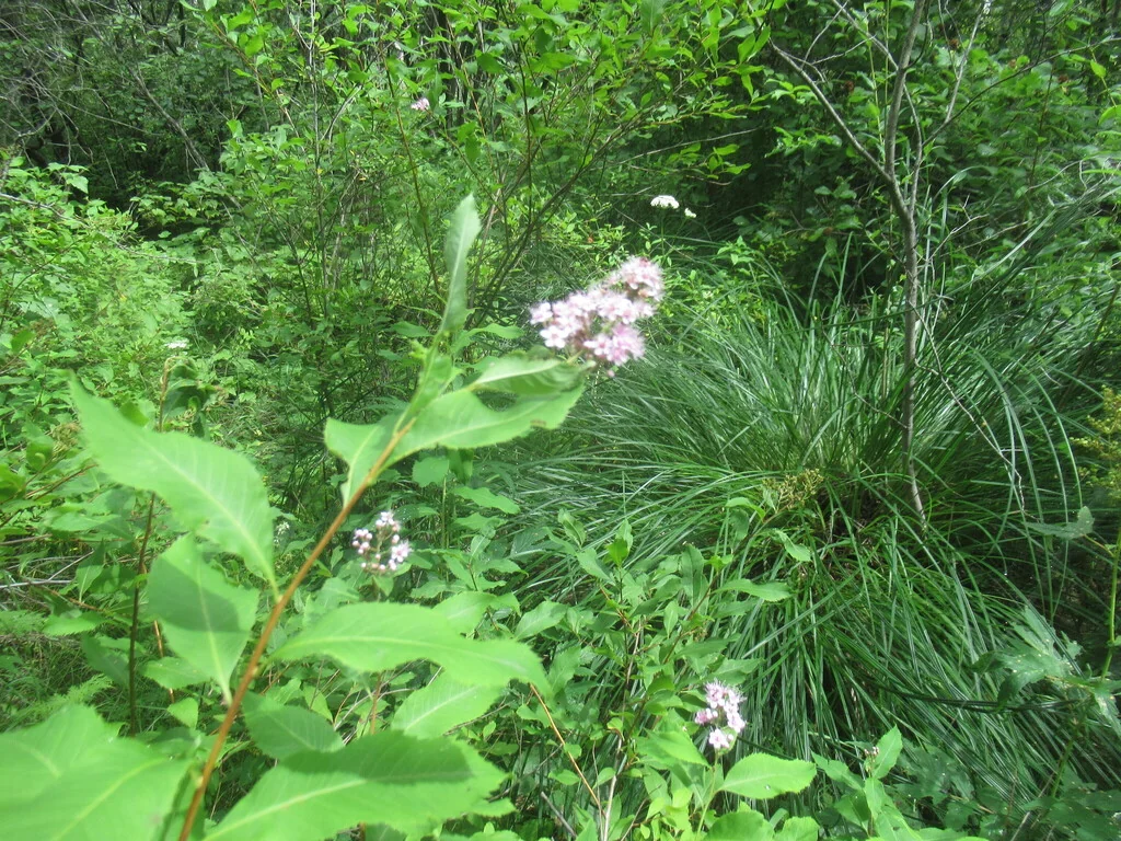 Spiraea Arguta
