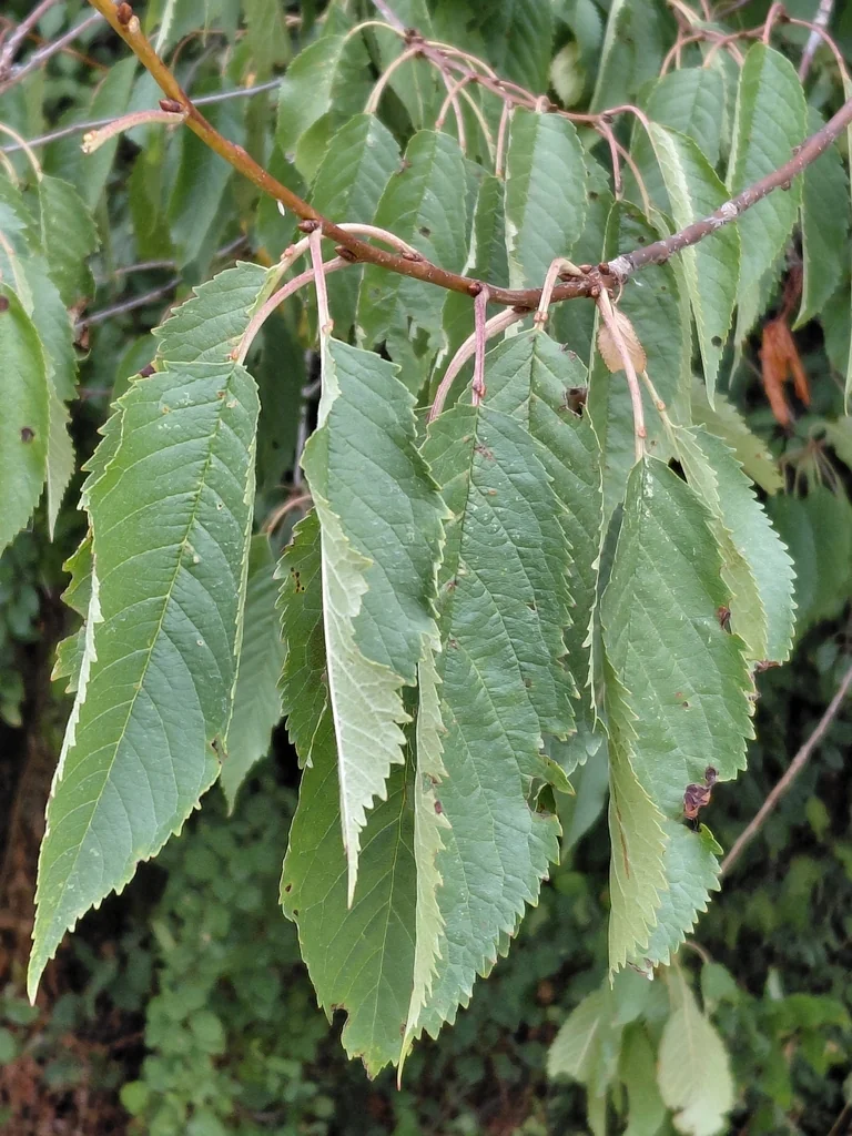 Prunus Avium