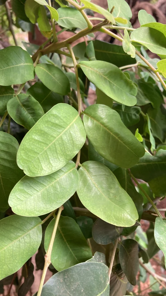Ceratonia Siliqua