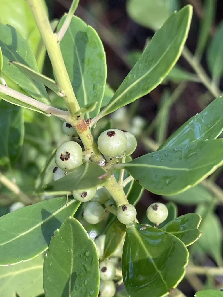Ilex glabra