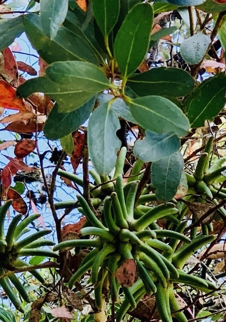 Eucalyptus Conferruminata