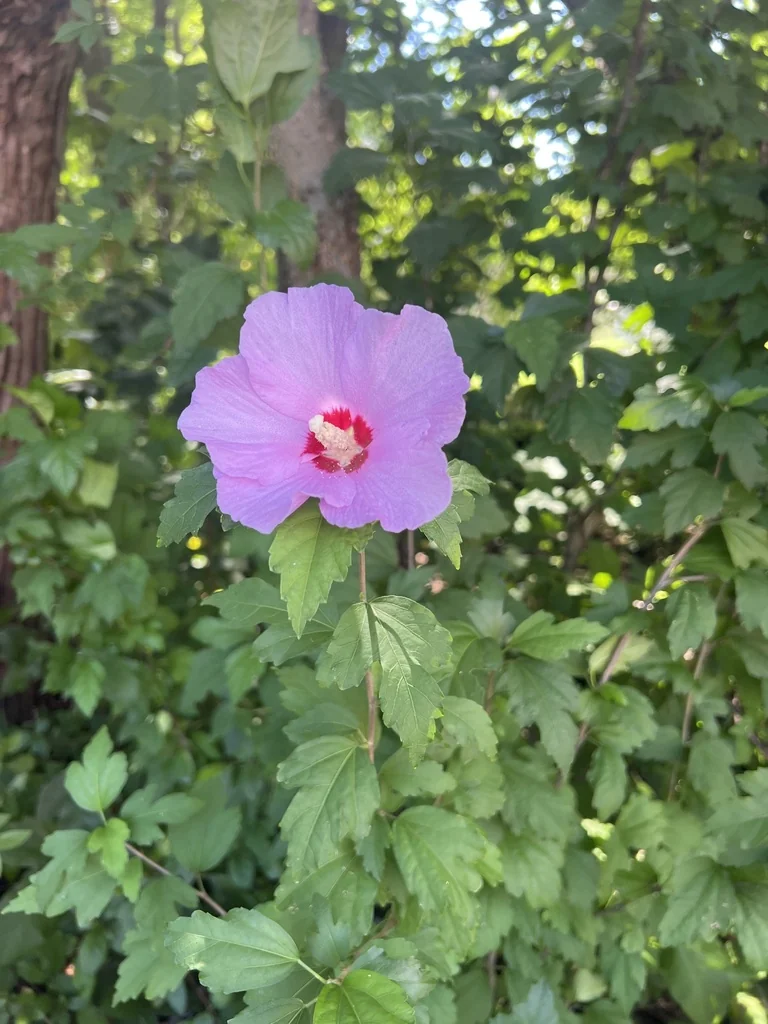 Hibiscus syriacus