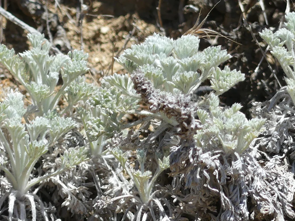 Artemisia Pycnocephala