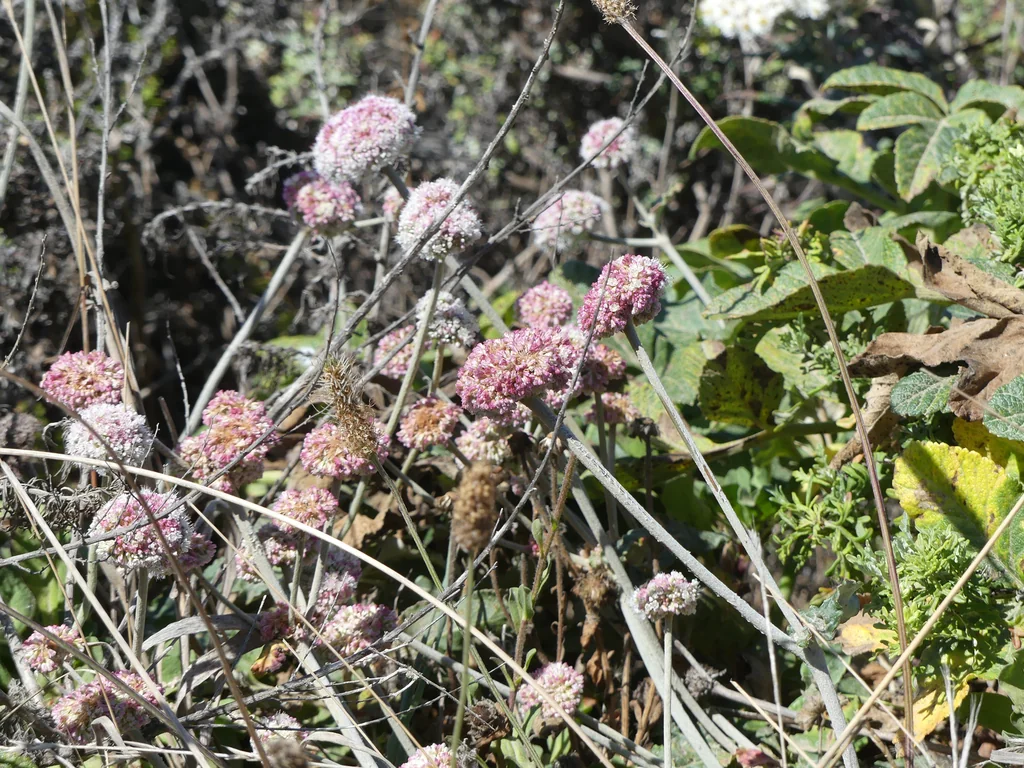 Eriogonum latifolium