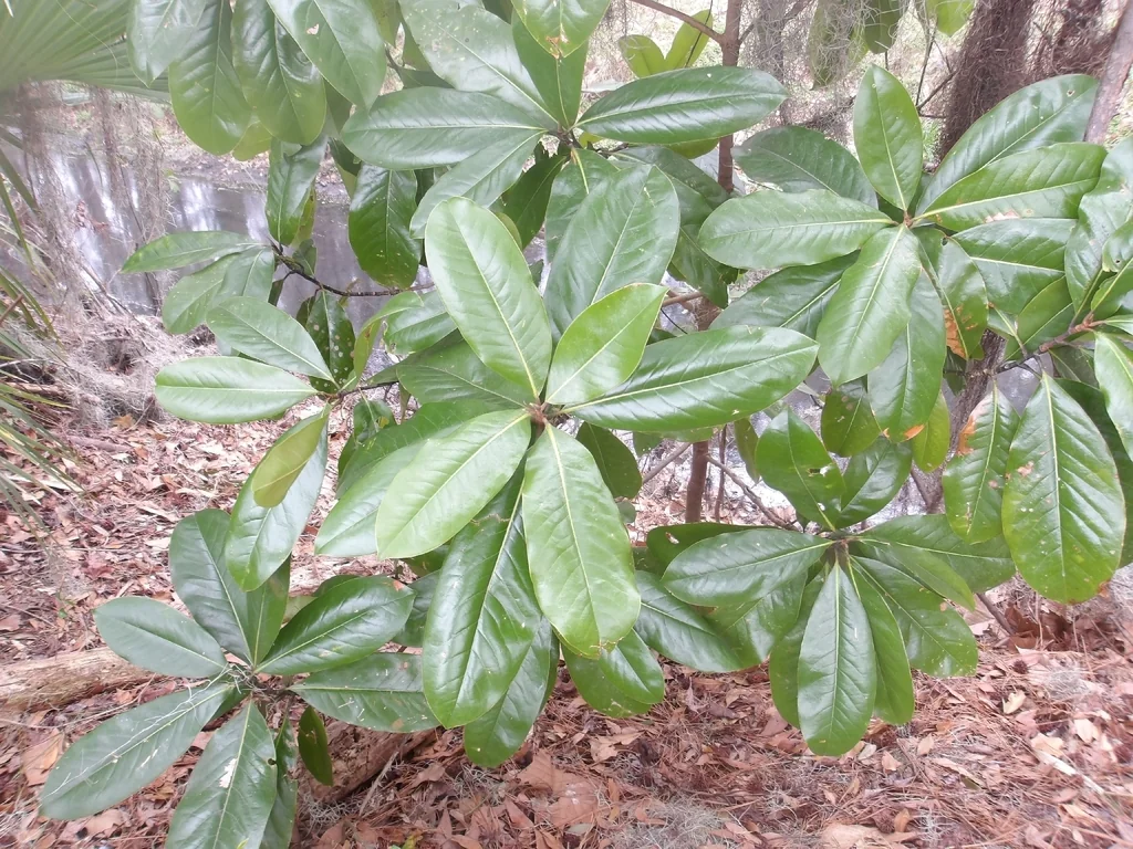Magnolia Grandiflora
