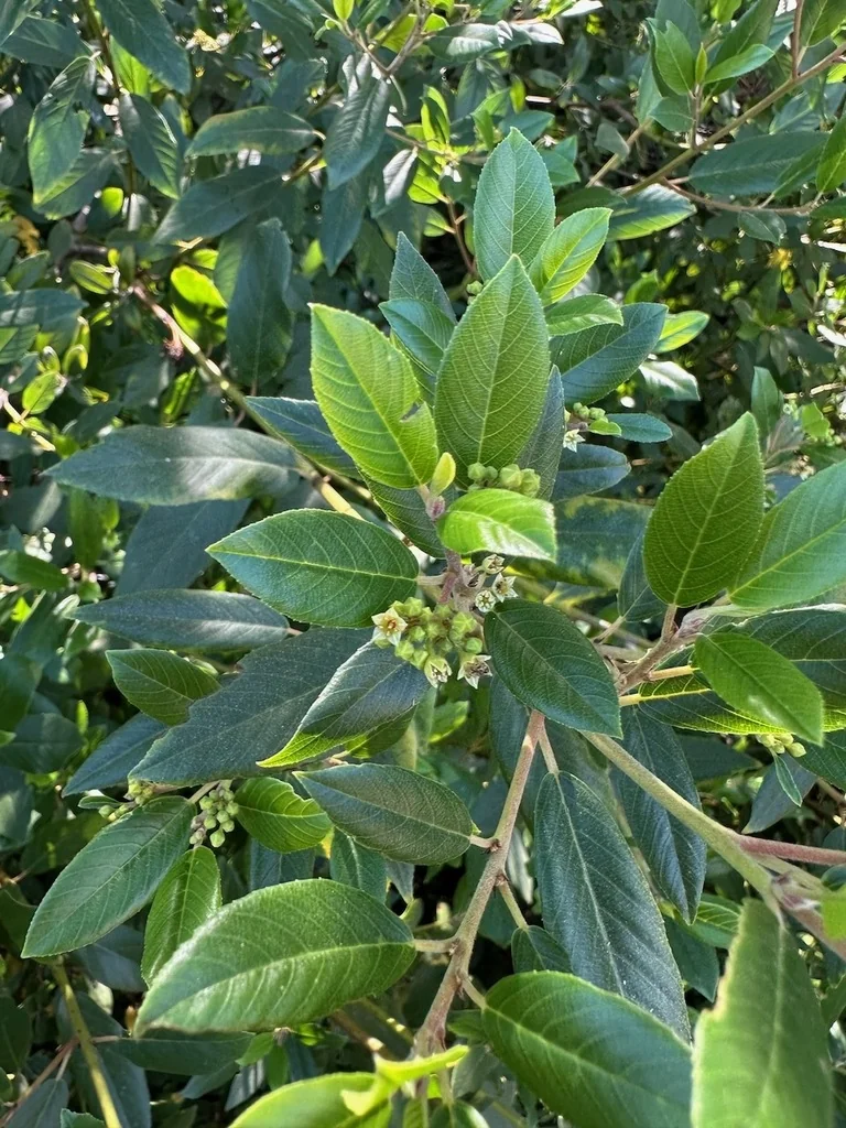 Frangula Californica