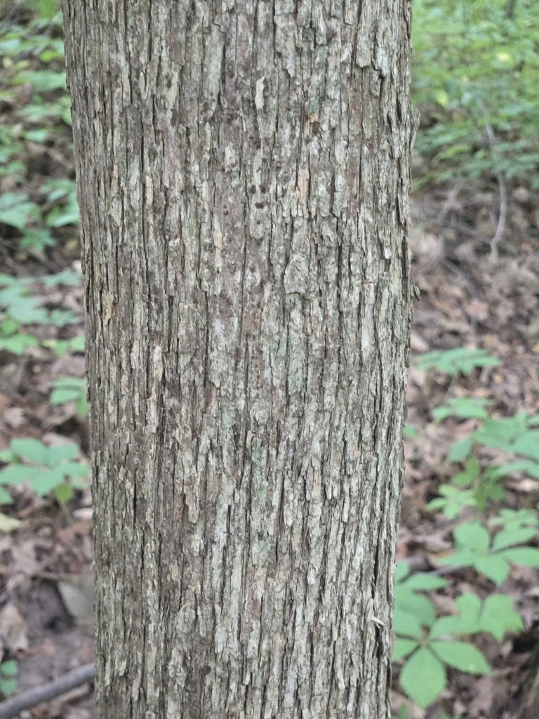 Ostrya Virginiana