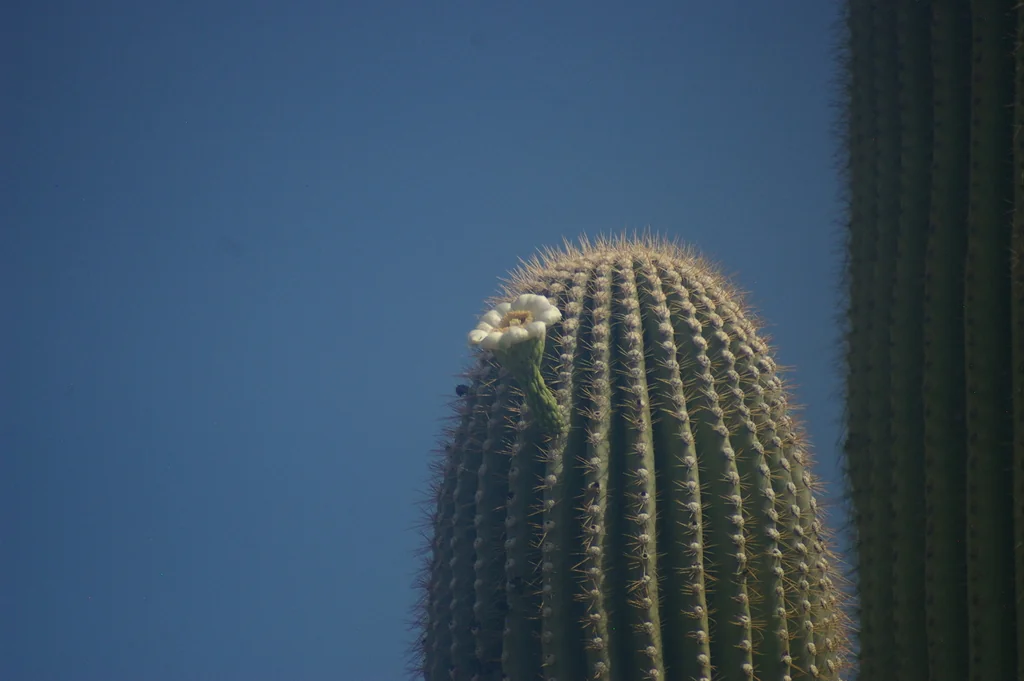 Carnegiea Gigantea
