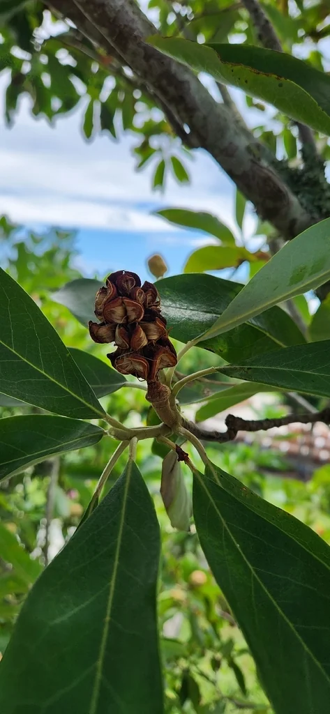 Magnolia Virginiana