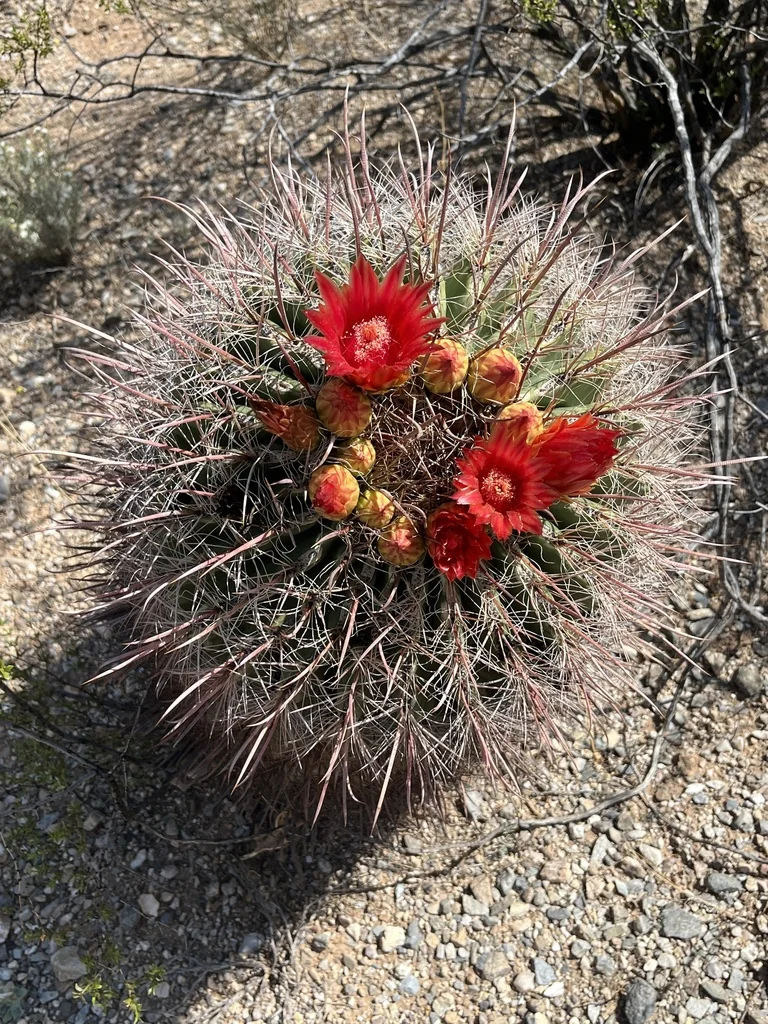Ferocactus Wislizeni