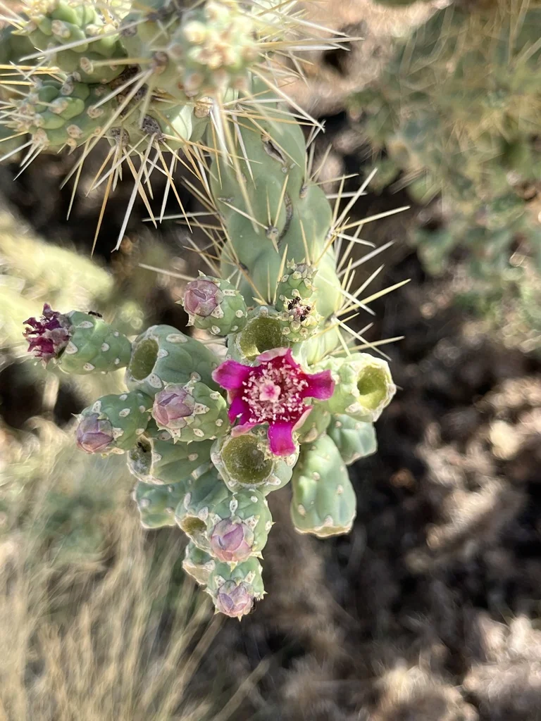 Opuntia Fulgida