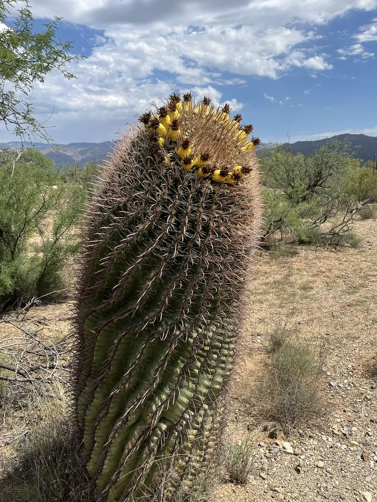 Ferocactus Wislizeni