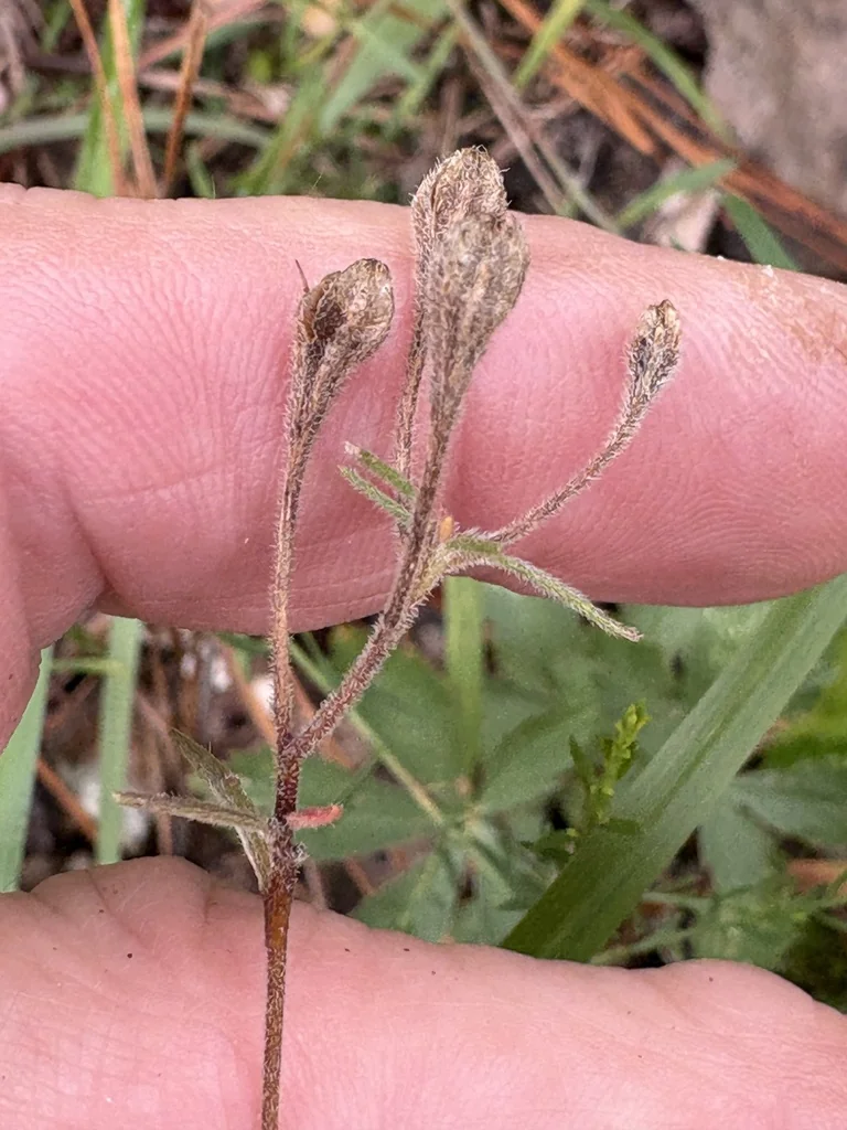Oenothera Fruticosa