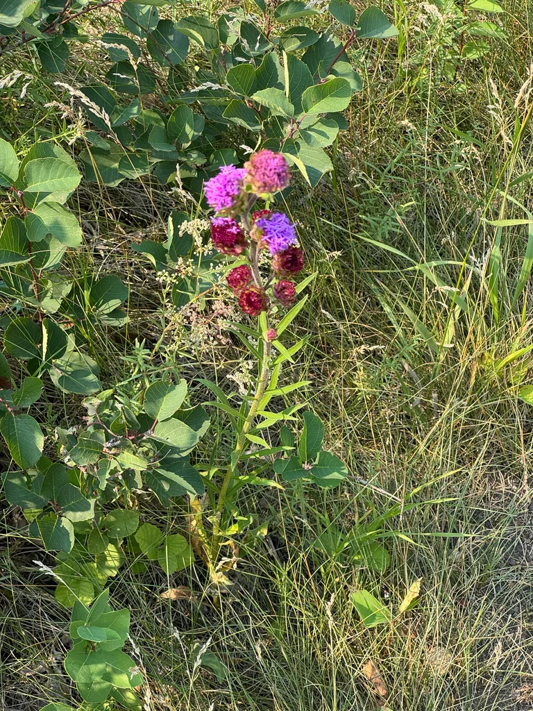 Liatris Ligulistylis