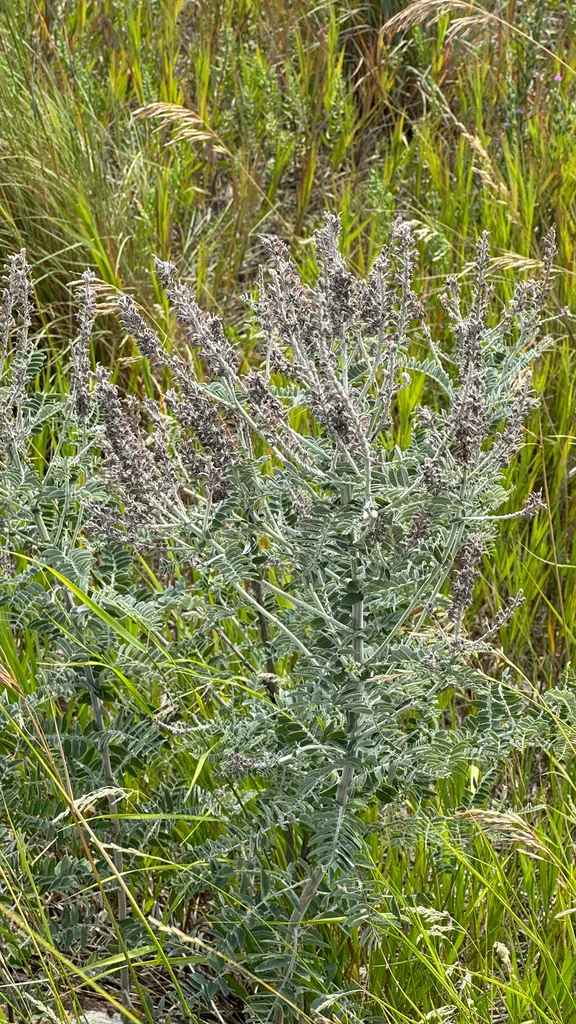 Amorpha Canescens