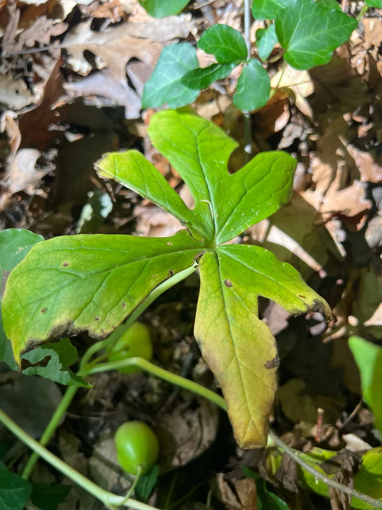 Podophyllum Peltatum