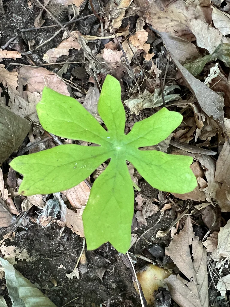 Podophyllum Peltatum