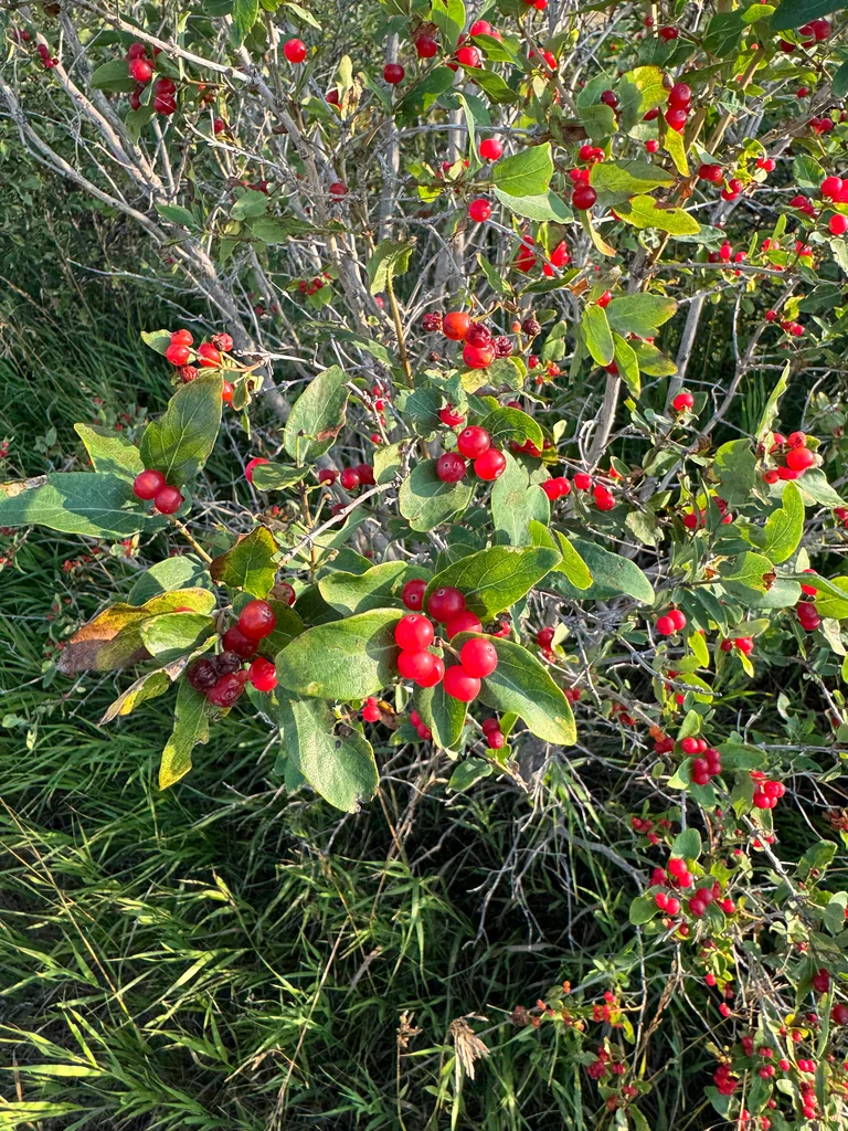 Lonicera Tatarica